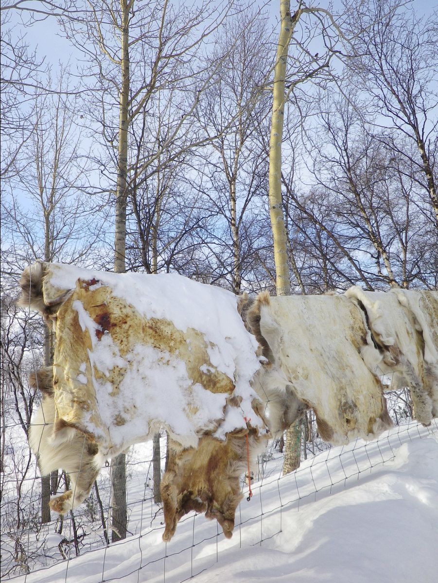 Dogs sledge44